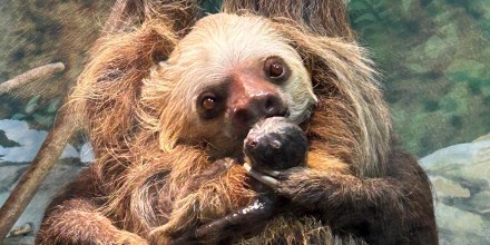 Sloth Birth